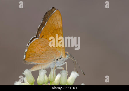 Zela Metalmark, Apodemia zela, männliche Nektarisierung auf Setzweide, Baccharis salicifolia Stockfoto