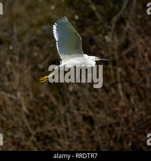 Seidenreiher (Egretta garzetta) im Flug, Februar, Lose Dorf, Kent, England. Stockfoto