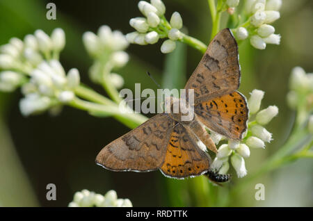 Zela Metalmark, Apodemia zela, männliche Nektarisierung auf Setzweide, Baccharis salicifolia Stockfoto