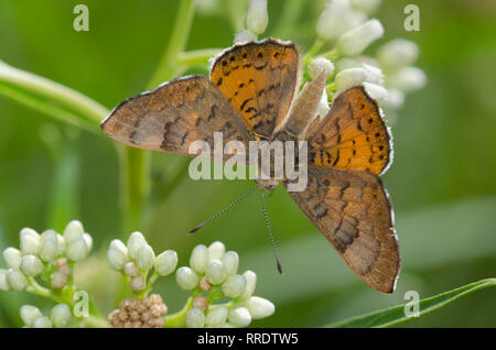 Zela Metalmark, Apodemia zela, männliche Nektarisierung auf Setzweide, Baccharis salicifolia Stockfoto