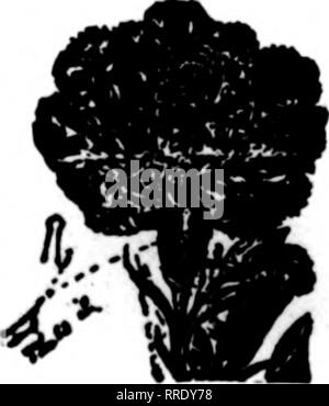 . Floristen Review [microform]. Blumenzucht. Vor kein Verlust, wenn Sie Ihre split Nelken mit SUPERIOR NELKE HEFTKLAMMERN 36 c pro 1000 Flicken; 3000 für 11.00, Postpaid. Pbla. Schlatter &Amp; Sohn | 422 Main St. Springfield, Massachusetts: Ich^:^ nach. SPLIT NELKEN leicht ausgebessert mit SUpla drnation Pilisbnry's "beste Gerät auf dem Markt." - Joseph Trandt. "Konnte nicht Gret zusammen mit-out."-S. W. Hecht. 1000.3 Sc: sah hr $ 1,00, "itt" im LLPillsbwy Galcslwrg, III. Bitte beachten Sie, dass diese Bilder aus gescannten Seite Bilder, die digital für die Lesbarkeit erhöht worden sein können extrahiert werden - co Stockfoto