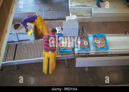 Fisch auf dem Fischmarkt in Denia, Spanien sortiert. Stockfoto