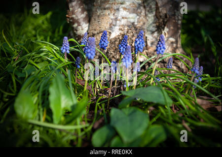 Traubenhyazinthen (Muscari Armeniacum) am Fuß der Rowan oder Eberesche (Sorbus aucuparia) im Winter die Sonne. Stockfoto