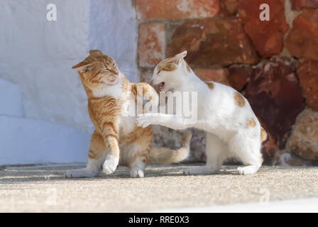 Zwei wilde Katzen, rot gestromt und weiß, haben einen Kampf in einem griechischen alleway, Ägäische Inseln, Kykladen, Griechenland Stockfoto
