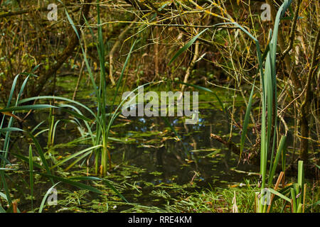 Schilf in einem natürlichen Teich natürliche Still Life Stockfoto