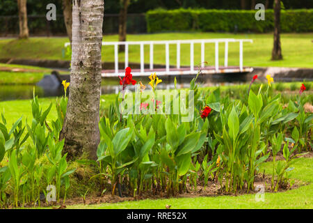 Blumenbeet mit Blumen, die sich in einem tropischen Garten auf dem Hoheitsgebiet eines Hotel in Asien Stockfoto