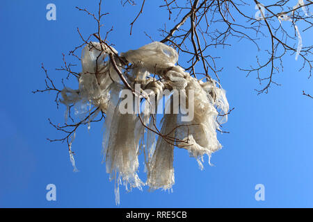 Weiße Plastiktüte in den Filialen der blattlosen Baum gegen Himmel gefangen Stockfoto