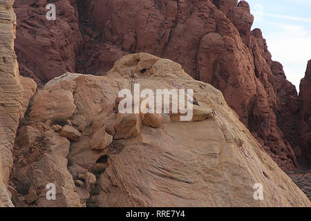 Bighorns auf den Pisten im Valley of Fire State Park, Nevada, USA. Stockfoto