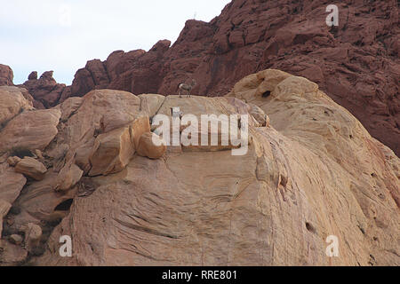 Bighorns auf den Pisten im Valley of Fire State Park, Nevada, USA. Stockfoto