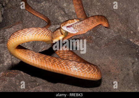 Brown tree snake Stockfoto