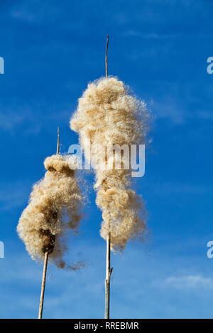 Reifen Spikes der Gemeinsamen Rohrkolben, voll von Flauschigen achenes, vor blauem Himmel Stockfoto