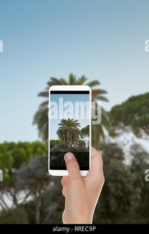 Ein Mann macht ein Foto von Palm Tree auf einem Hintergrund von blauen Himmel auf einem Mobiltelefon Stockfoto