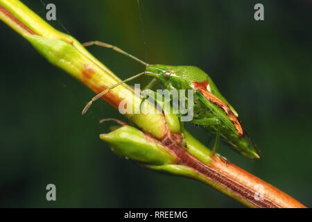 Seitenansicht von Juniper Shieldbug (Cyphostethus tristriatus) Crawling entlang Lawson's Cypress Tree Branch im Winter. Tipperary, Irland Stockfoto