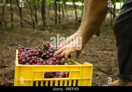 Weinberg - des Menschen Hände, rose Trauben im gelben Kasten Stockfoto