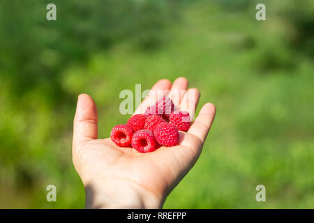 Roten Himbeeren in der Hand auf die unscharfen grünen Garten Hintergrund Reif Stockfoto