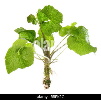 Wasabi Pflanze mit Blättern und Wurzeln auf weißem Hintergrund Stockfoto