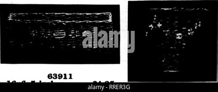 . Floristen Review [microform]. Blumenzucht. 63911 16 x 6 x 5 Zoll 1,25 $ mit Dosen. Normalpapier, farbiges oder eingerichtet. 71097 M. Nr. 0-3 x 5 $ 0,55 Nr. 1-3 x 5^2 63 Nr. 2-3^" 6 75 Nr. 3 - 3" 2 x 7 90 8419 M 5-Zoll 0,60 $ J 6-70 7-80 8-Zoll iDch 90 9-Zoll 1,00 ^. Bitte beachten Sie, dass diese Bilder sind von der gescannten Seite Bilder, die digital für die Lesbarkeit verbessert haben mögen - Färbung und Aussehen dieser Abbildungen können nicht perfekt dem Original ähneln. extrahiert. Chicago: Floristen Pub. Co Stockfoto