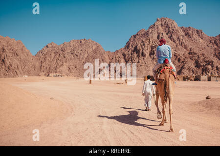 Reisende Mann reitet auf einem Kamel in der Wüste von Sinai Berge. Junge Beduinen Führung Tier. Sommer Urlaub in Ägypten Stockfoto