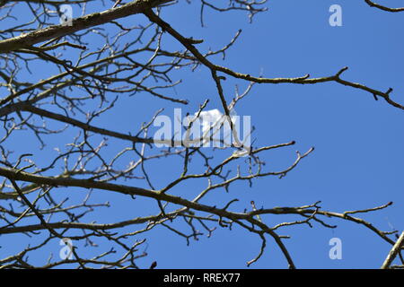 Plastiktüte in Baum, wie eine Fahne. Feder Wachstum auf Ästen. Stockfoto