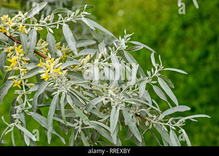 Zweig mit frischen Blüte von White Willow oder Salix alba Baum closeup in Garten, Sofia, Bulgarien Stockfoto