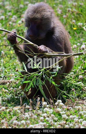 Porträt einer hamadrys Baboon (Papio hamadryas) Holding ein Zweig Stockfoto