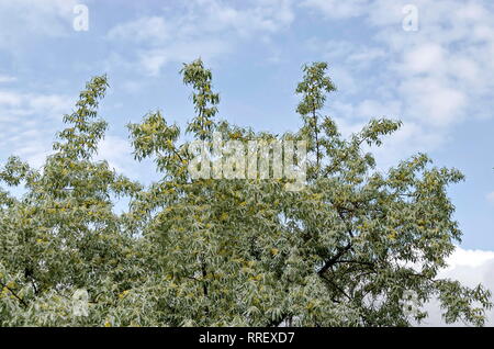 Zweig mit frischen Blüte von White Willow oder Salix alba Baum closeup in Garten, Sofia, Bulgarien Stockfoto