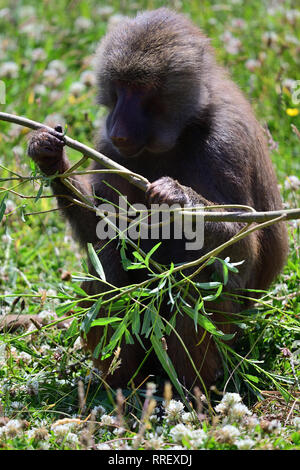 Porträt einer hamadrys Baboon (Papio hamadryas) Holding ein Zweig Stockfoto