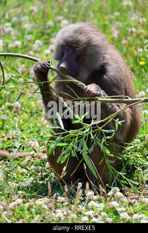 Porträt einer Hamadryas baboon (Papio hamadryas) kauen ein Zweig Stockfoto