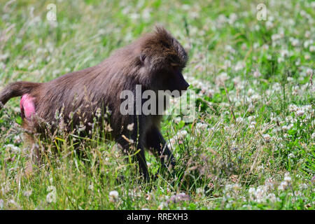 Porträt einer Hamadryas baboon (Papio hamadryas) in einer Wiese Stockfoto