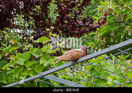 Taube, Taube oder Columba livia mit braunen Federn Blick von hoch in Richtung Laub im Garten, Wohnviertel Drujba, Sofia, Bulgarien Stockfoto