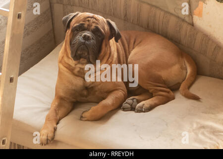 Hund Mastiff schöne Tiere im Stadtpark an einem sonnigen Tag. Stockfoto