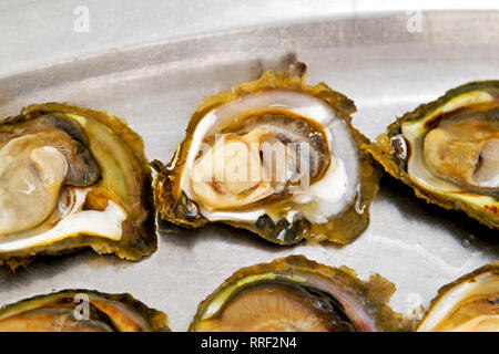 Rohe Austern Muscheln auf Teller serviert Stockfoto
