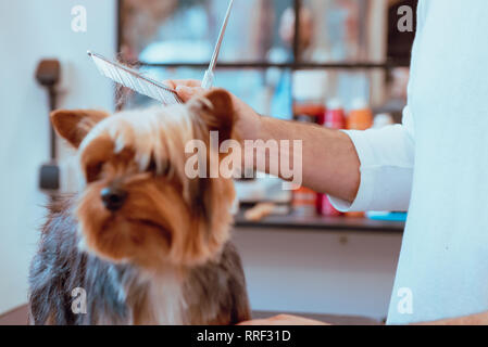 Erntegut Dog Groomer, Haarschnitt zum kleinen Yorkshire Terrier in modernen Salon Stockfoto