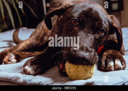 Nahaufnahme von adorable Schwarz junger Hund beißen Kugel sitzend auf Betten Stockfoto