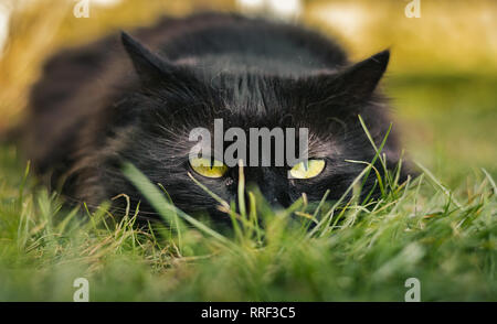 Close up Portrait von Tomcat (Chantilly Tiffany) Festlegung auf das Gras und suchen Kamera auf den Sonnenuntergang. Dunkle schwarze Katze mit großen grünen Augen ruhen. Stockfoto