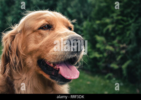 Close up Portrait von weiblichen Golden Retriever zu Kamera im Garten posing (rechte Seite Zusammensetzung). Golden Retriever Hund lächelnd und sitzt im Park. Stockfoto