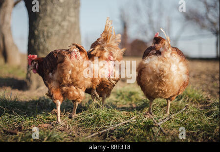 Gruppe von Hennen Fütterung auf barn Yard auf den Sonnenuntergang. Braune Hühner auf der Suche nach Nahrung in Hof. Hühner Stehen und Gehen auf grünem Gras im Frühling. Stockfoto