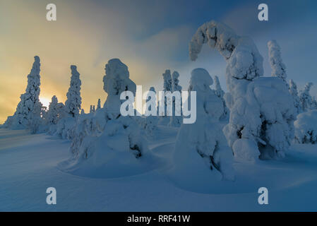 Fichten in Frost und Schnee im riisitunturi Nationalpark, Kuusamo, Finnland Stockfoto