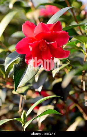 Camellia Freiheit Bell flower Stockfoto