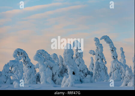 Fichten in Frost und Schnee im riisitunturi Nationalpark, Kuusamo, Finnland Stockfoto