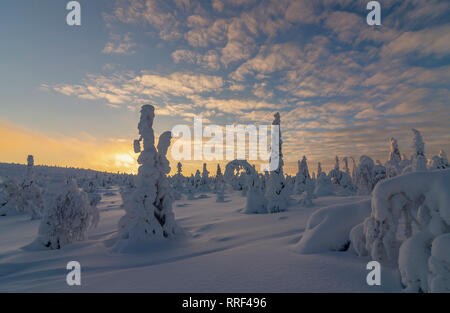 Fichten in heavy Frost und Schnee bedeckt, roten Wolken bei Sonnenuntergang, in Riisitunturi Nationalpark, Kuusamo, Finnland Stockfoto