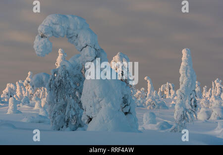 Fichten in Frost und Schnee im riisitunturi Nationalpark, Kuusamo, Finnland Stockfoto