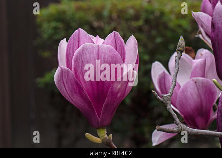 Magnolia Tulip Tree in der Blüte, Kalifornien Stockfoto