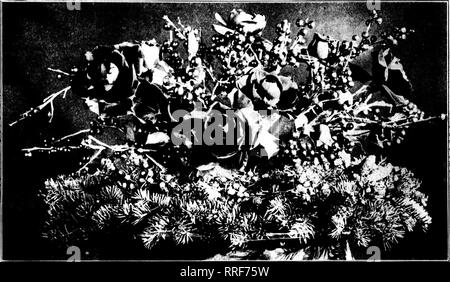 . Floristen Review [microform]. Blumenzucht. 36 Die Floristen Review I) K (EWI 1 EK!), 1920. Weihnachten Herzstück von Kranz von Kiefern? mit Beeren und eine Fe' w rote Rosen. ] Iiiii" "Li'pliici" in tlie Ol' eta-Tabelle übertragen. In der Mitte ist .1 - - niiill Schiff - die Sie mit 0,1 paar Zweige der liolly oder rote Beeren oder mit upen rote Rosen, zwei oder drei kurze]) oiii srttias oder ein halbes Dutzend rote Nelken füllen. Wenn wir eine solche Einrichtung wäre es>'e unbefriedigend für Sie, für die wir eine hiy zu charfje; lier Preis tlian es tatsächlich auf ac'wert ist? ount ot thr'im Stockfoto