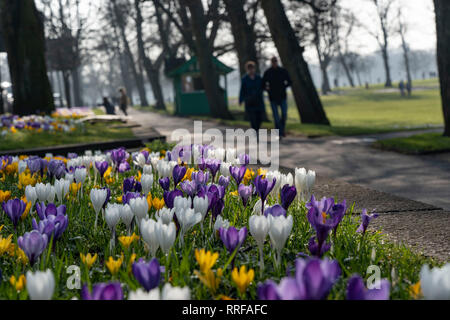 Blumenbeet aus gelben, weißen und violetten Krokus blüht auf der Seite eines öffentlichen Pfades mit Fußgängern, die entlang gehen. Stockfoto