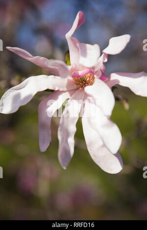 Nahaufnahme einer rosa und weißen Magnolia loebner Baum Blume Blüte im Frühjahr Stockfoto