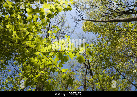 Blick auf die Baumkronen in einem Wald von Laubbäumen Stockfoto