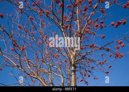 In der Nähe von amerikanischen Eberesche - Sorbus Americana Baum mit orange-roten Beeren im Herbst Stockfoto