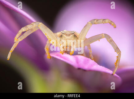 Gelbe Spinne thomisus onostus auf einer Blume Stockfoto