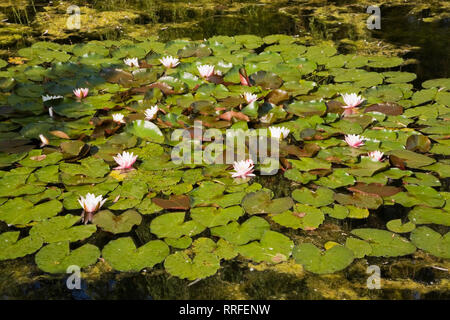 Rosa Nymphaea - Seerose im Teich mit Blumen - chlorophyta Grünalgen im Frühjahr Stockfoto